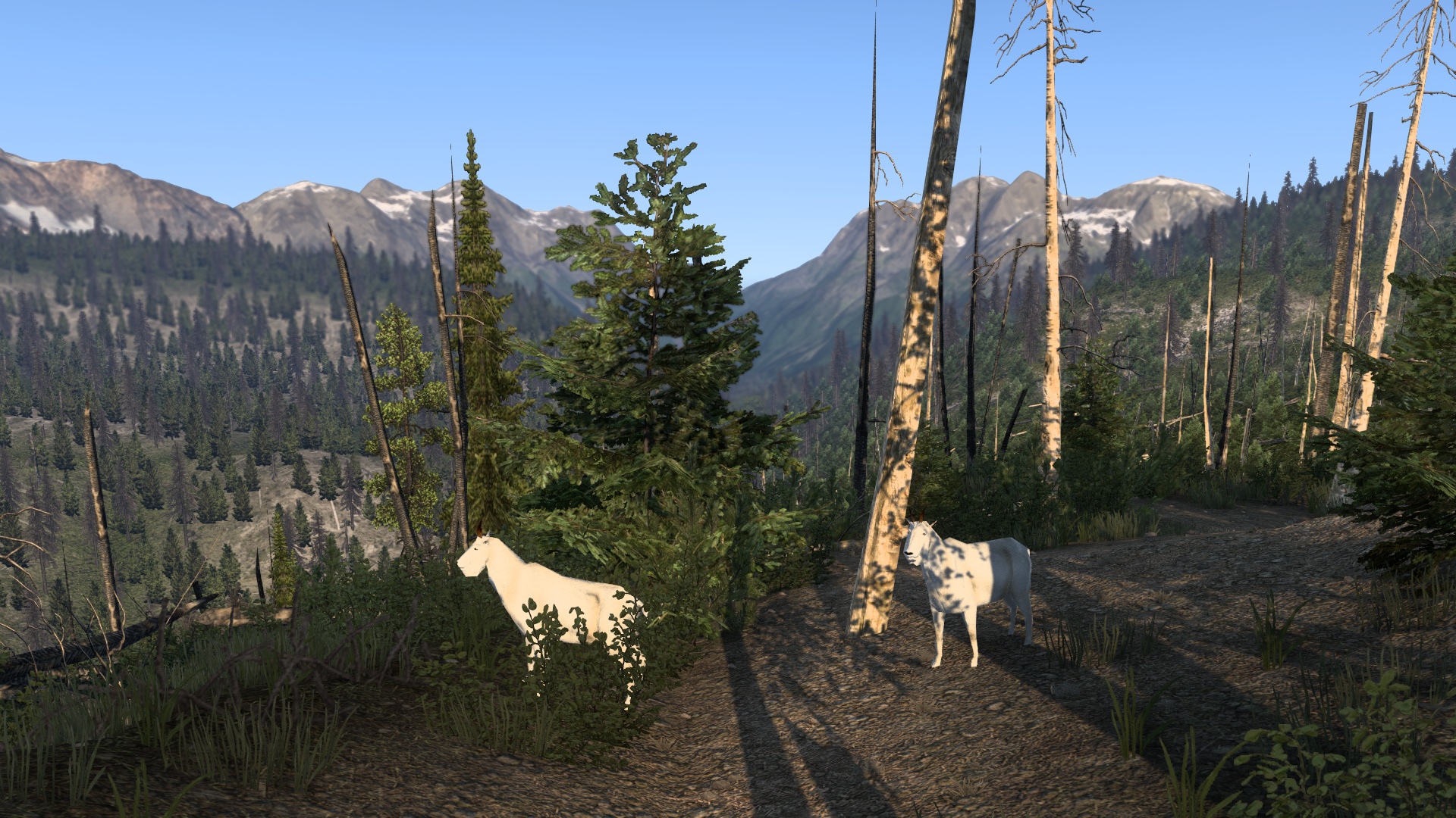 Image by platonicbackrub